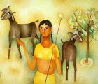 Goatherder At Work